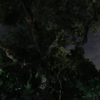 Description of the image